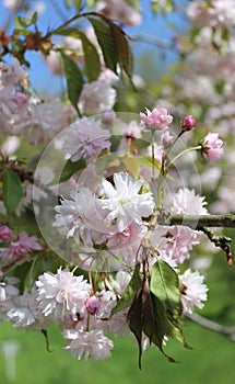 pink sakura flowers on a blue sky background, sakura branches, beautiful, delicate petals, spring, nature