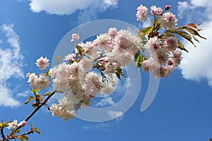 pink sakura flowers on a blue sky background, sakura branches, beautiful, delicate petals, spring, nature