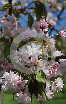 pink sakura flowers on a blue sky background, sakura branches, beautiful, delicate petals, spring, nature