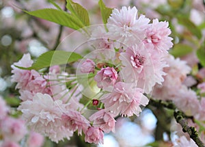 pink sakura flowers on a blue sky background, sakura branches, beautiful, delicate petals, spring, nature