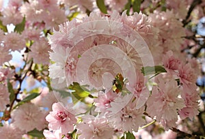 pink sakura flowers on a blue sky background, sakura branches, beautiful, delicate petals, spring, nature