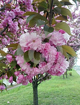 Pink sakura flowers on green leaves and green grass background, close up Charry blossom