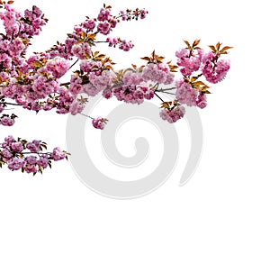 Pink sakura flowers in spring photo