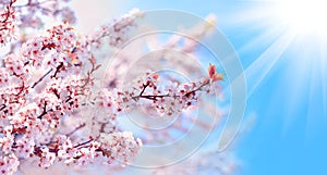 Pink sakura flowers in sunlight. Branches of blossoming cherry against background of blue sky. Elegant romantic image of spring