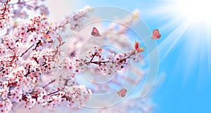 Pink sakura flowers in sunlight. Branches of blossoming cherry against background of blue sky and fluttering butterflies in spring