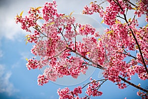 pink sakura flowers of thailand blooming in the winter with selective focus technique