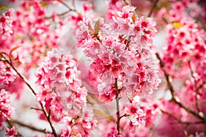 pink sakura flowers of thailand blooming in the winter with selective focus technique