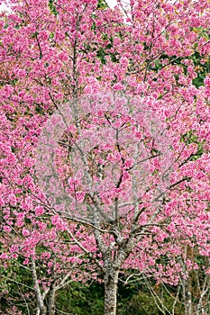 pink sakura flowers of thailand blooming in the winter with selective focus technique