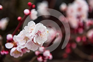 pink sakura full bloom or cherry blossom