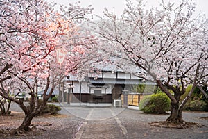 pink sakura full bloom and light up at Asahigaoka park, Kashima