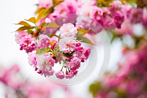 Pink sakura with green and yellow leaves.