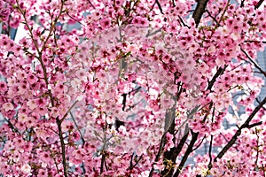 Pink Sakura Japanese cherry blossoms in full bloom