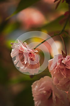 pink sakura lowered its flower