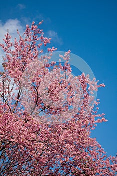 Pink sakura in northern thailand