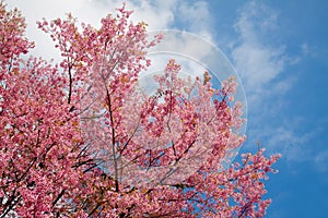 Pink sakura in northern thailand