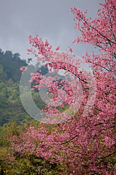 Pink sakura in northern thailand