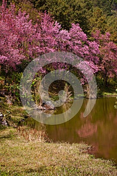 Pink sakura in northern thailand