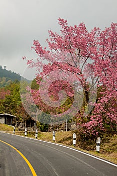 Pink sakura in northern thailand.