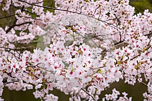 Pink Sakura, Otsu Shiga Prefecture