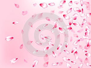 Pink sakura petals confetti flying and falling