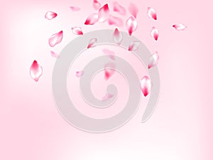 Pink sakura petals confetti flying and falling