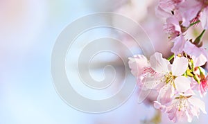 Pink sakura petals flower background. Romantic blossom sakura flower petals