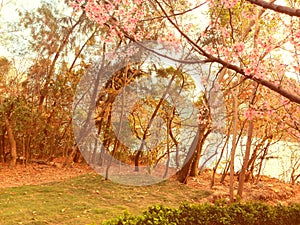 Pink Sakura on sky background. Brown and yellow leaves on deciduous trees around river.