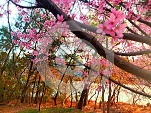 Pink Sakura on sky background. Brown and yellow leaves on deciduous trees around river.