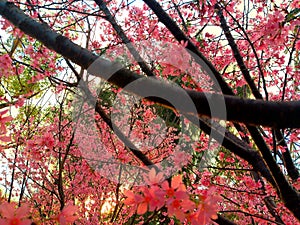 Pink Sakura on sky background. Brown and yellow leaves on deciduous trees around river. Close-up on tree branches and petals.