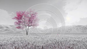 Pink sakura tree on black and white background 3D