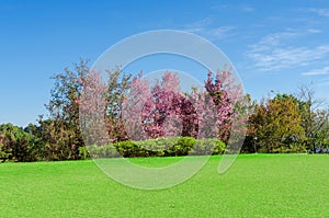 Pink sakura tree and green lawn in outdoor garden