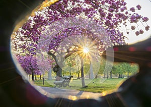 Pink Sakura trees in the springtime illuminated at the sunrise in Greenwich natural park, in London