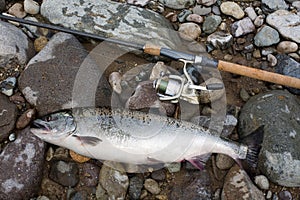 Pink salmon