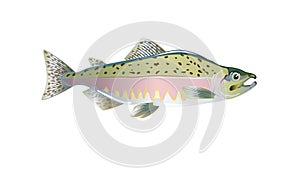 Pink salmon fish. Vector illustration optimized from to be used in small sizes in packaging design, decoration, educational graphi