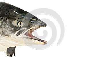 Pink salmon head close up isolated on white