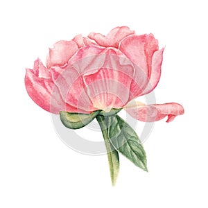 Pink, salmon peony watercolor botanical illustration isolated on white background