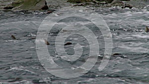 Pink salmon swimming upstream into spawning frenzy.