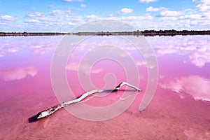 Pink salt lake with piece of wood in Western Australia