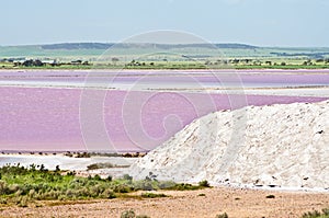 Pink salt marsh