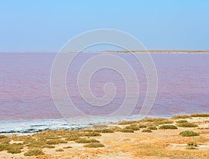Pink salty Syvash Lake, Ukraine