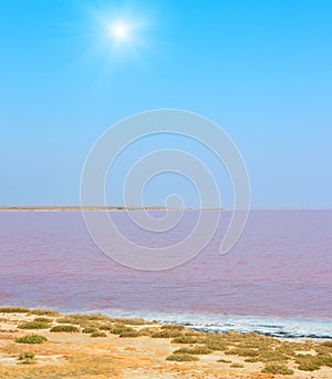 Pink salty Syvash Lake, Ukraine