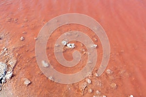 Pink salty Syvash Lake water surface, Ukraine