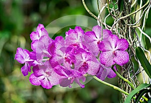 Pink salvaje orchid photo