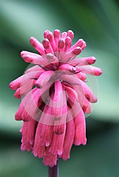 Pink sand lily