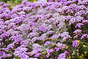 Pink Sand Verbena Abronia umbellata wildflowers blooming on the coast of the Pacific Ocean, Santa Cruz, California