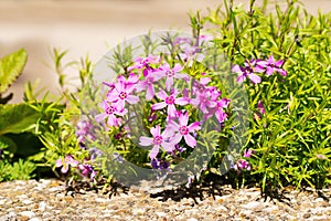 Pink saponaria flowers in rocky soil in the sun