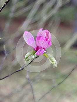 Pink saucer magnolia tree flower bloom