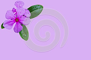 Pink Savam Nari on pink