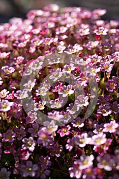 Pink Saxifraga Alpino flowers in bloom