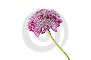 Pink Scabiosa flower on white
